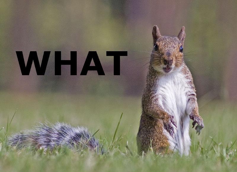 squirrelwhat