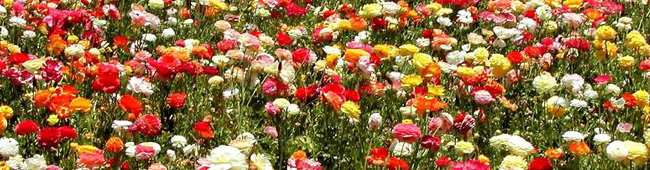 primavera